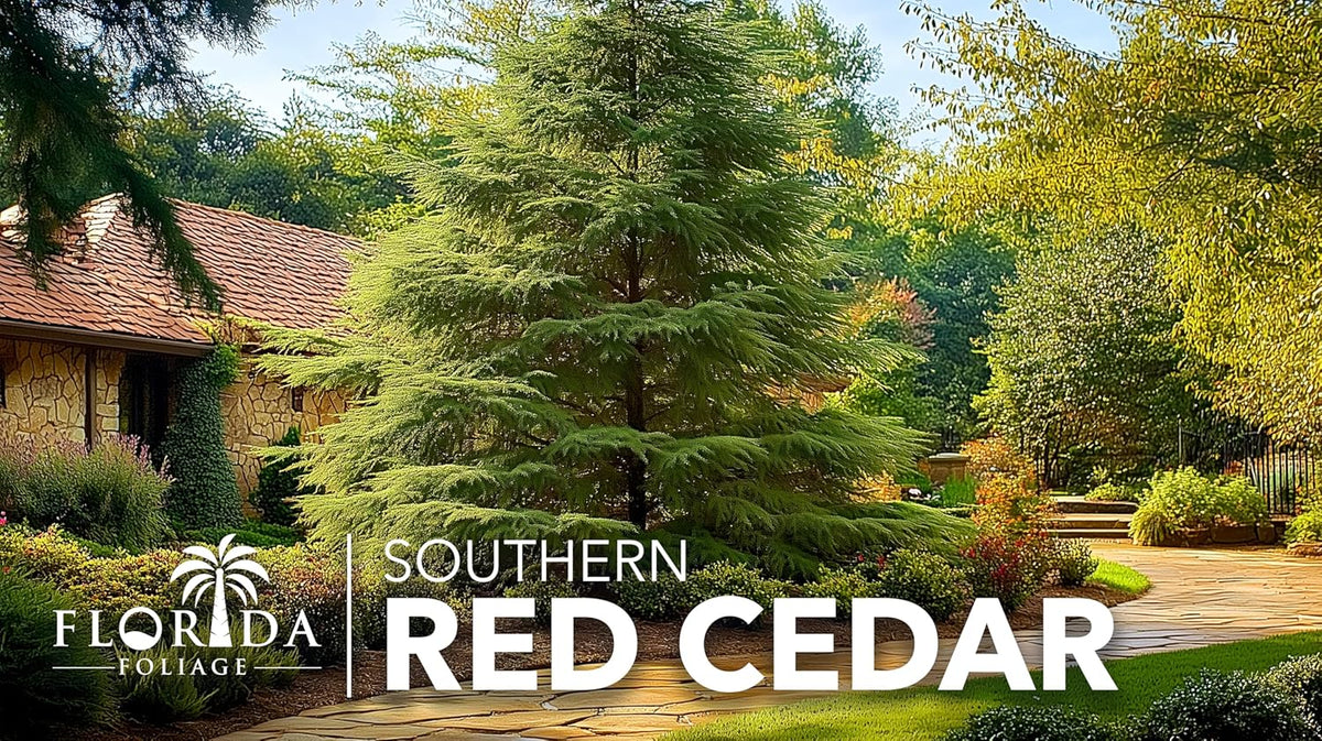 Southern Red Cedar | 10 Live 4 Inch Pots | Juniperus Virginiana Silicicola | Evergreen Privacy