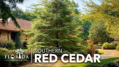 Southern Red Cedar | 10 Live 4 Inch Pots | Juniperus Virginiana Silicicola | Evergreen Privacy