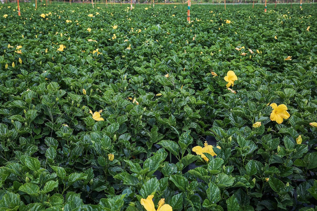 Hibiscus Live Plant - Yellow Hibiscus Bush - Flowering Plants - Yellow Ft. Myers - Overall Height
