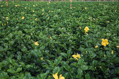Hibiscus Live Plant - Yellow Hibiscus Bush - Flowering Plants - Yellow Ft. Myers - Overall Height
