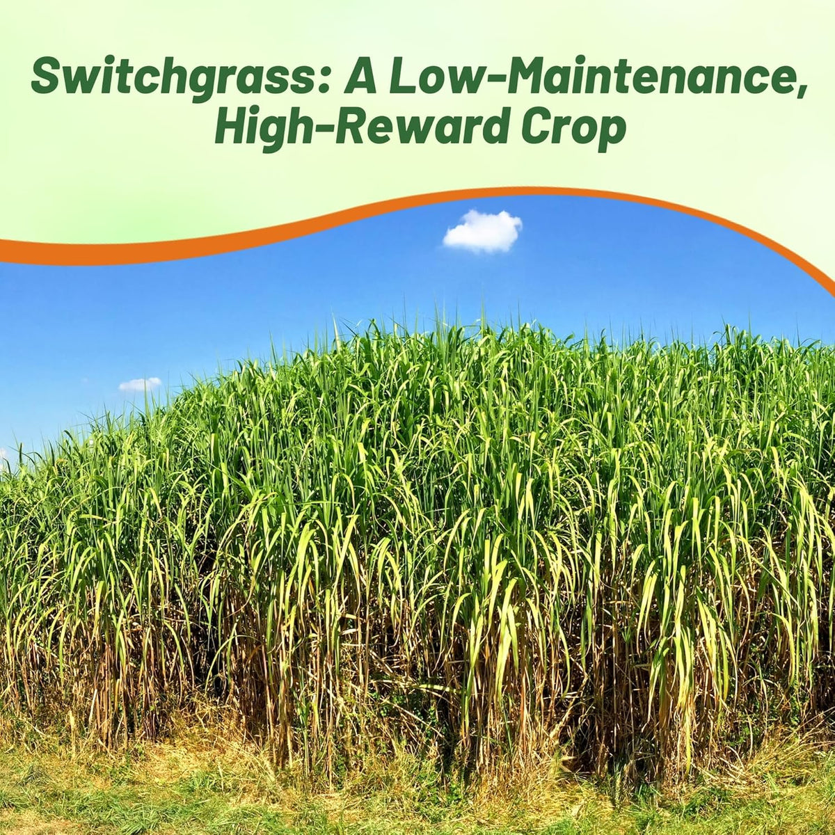 Outsidepride Switchgrass Seed - 5 lbs. Perennial Hardy, Drought & Flood Tolerant Native Grass Seed