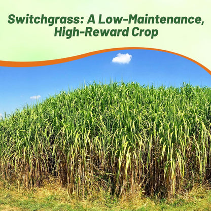 Outsidepride Switchgrass Seed - 5 lbs. Perennial Hardy, Drought & Flood Tolerant Native Grass Seed