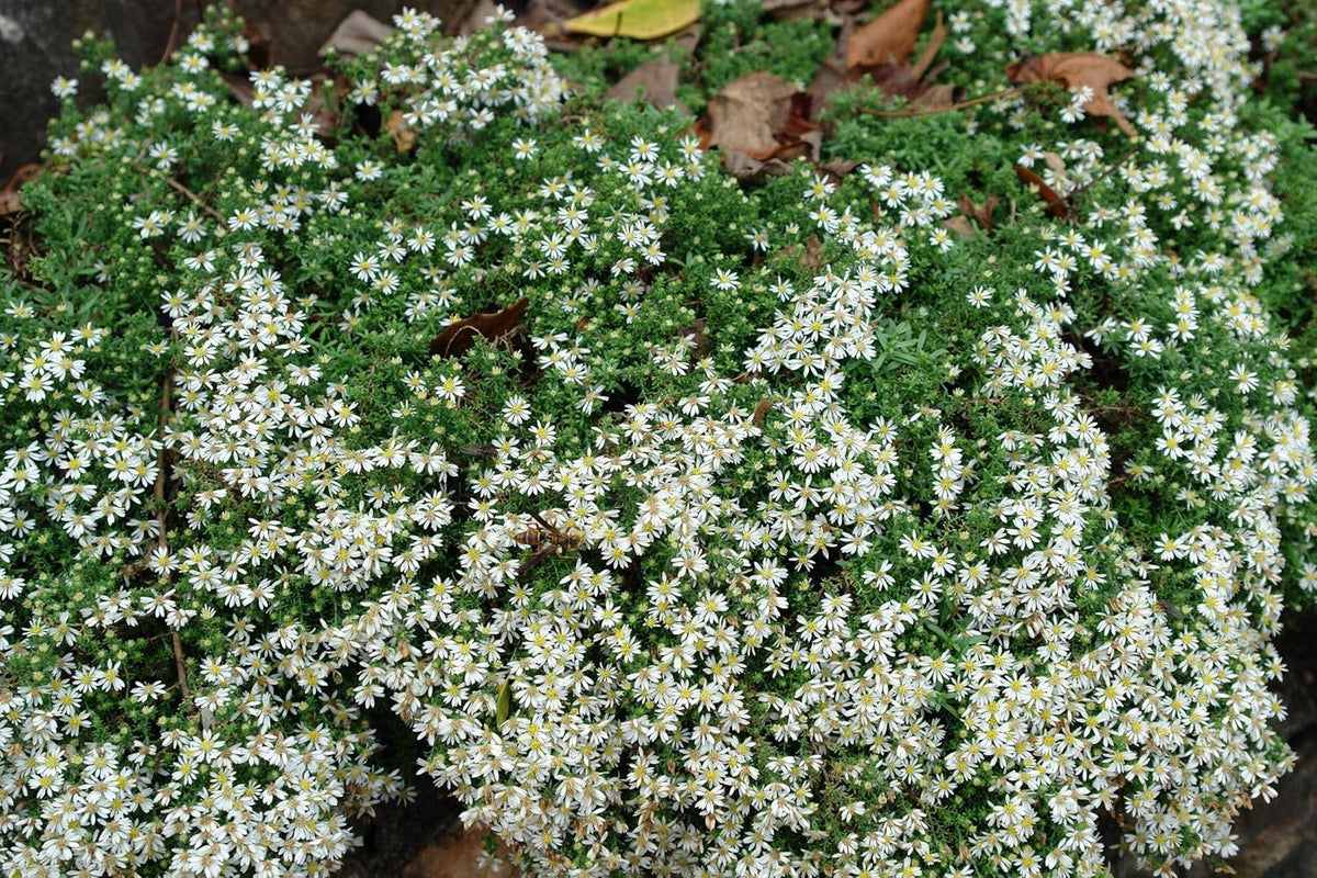 Perennial Farm Aster Ericoides ‘Snow Flurry’ (White Heath Aster) – Live Perennial in #1 Container