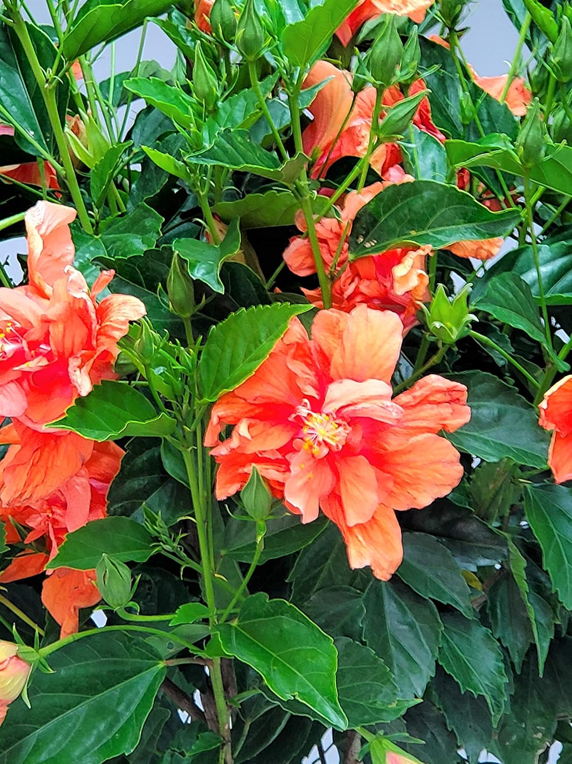 Braided Live Hibiscus Tree - Double Peach Flower - Tropical Plants of Florida - Overall Height 38"