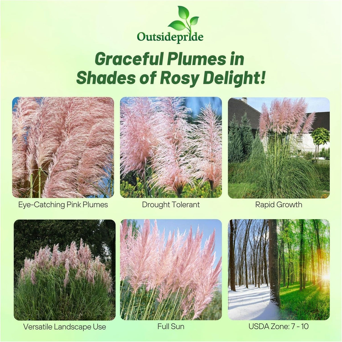 Outsidepride Pink Pampas Grass Seeds – 2,000 Pcs. Perennial, Drought-Tolerant Ornamental Grass for