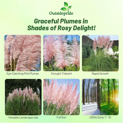 Outsidepride Pink Pampas Grass Seeds – 2,000 Pcs. Perennial, Drought-Tolerant Ornamental Grass for