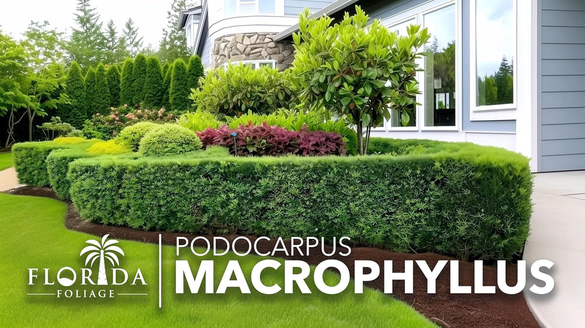 Podocarpus Macrophyllus Japanese Yew | 20 Live Plants | Podocarpus macrophyllus | Privacy Hedge