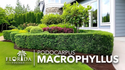 Podocarpus Macrophyllus Japanese Yew | 20 Live Plants | Podocarpus macrophyllus | Privacy Hedge