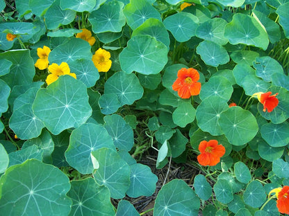 Clovers Garden Nasturtium Plants – Two (2) Live Plants – Non-GMO - Not Seeds - Each 4" to 8" Tall