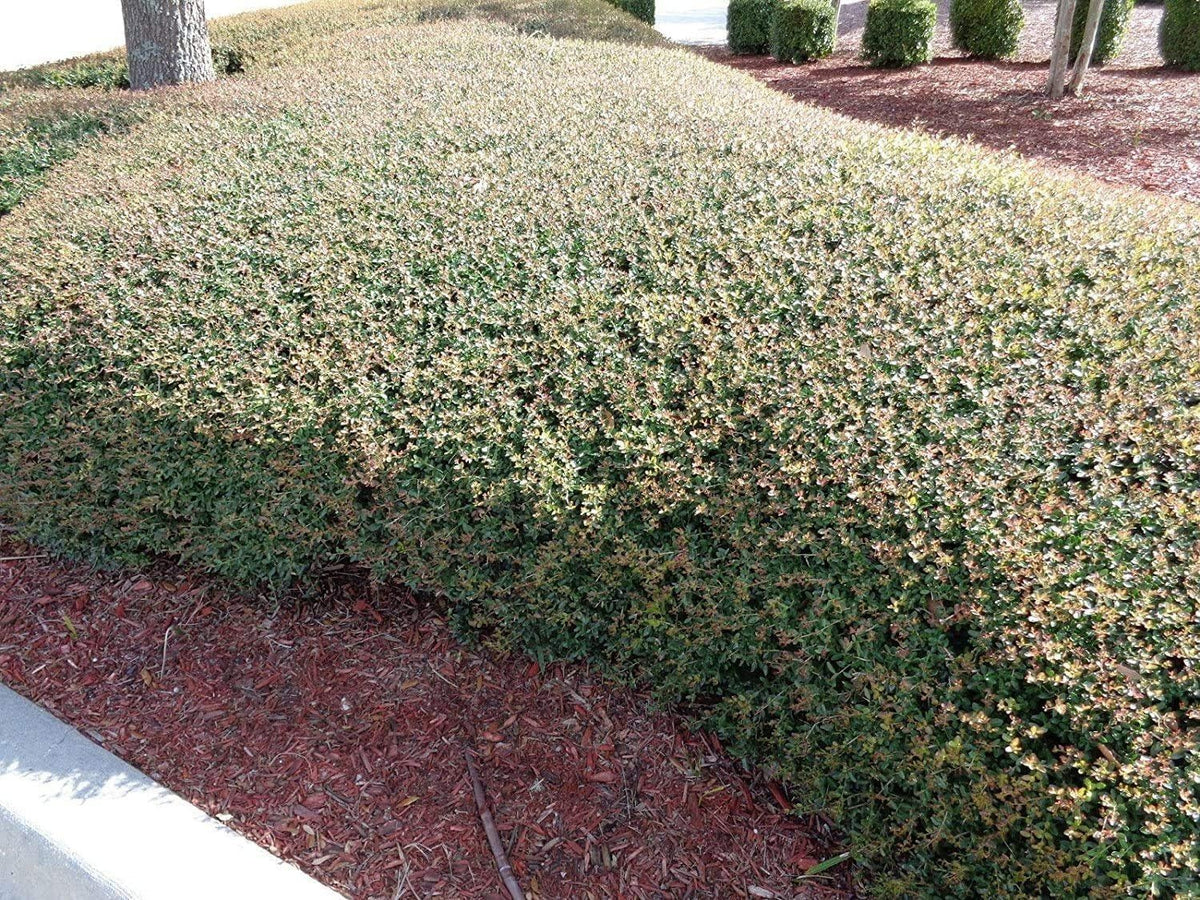 Dwarf Yaupon Holly | Ilex Schilling Stokes Vomitoria | 20 Live Plants | Drought Tolerant Low