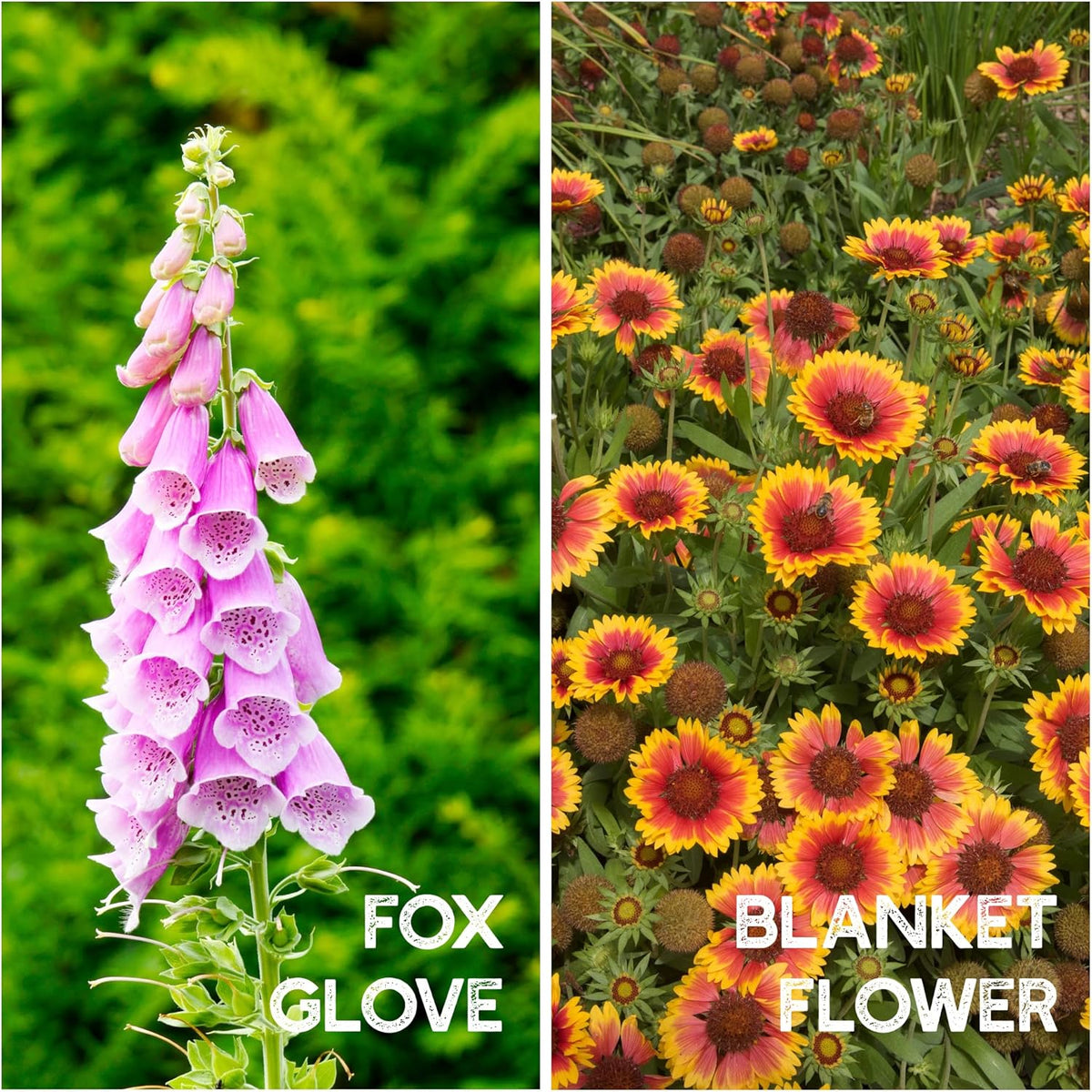 All Annual Wildflower Seeds Mix – 1 lb, 16,000+ Seeds – 21 Flower Varieties Including Poppy, Indian