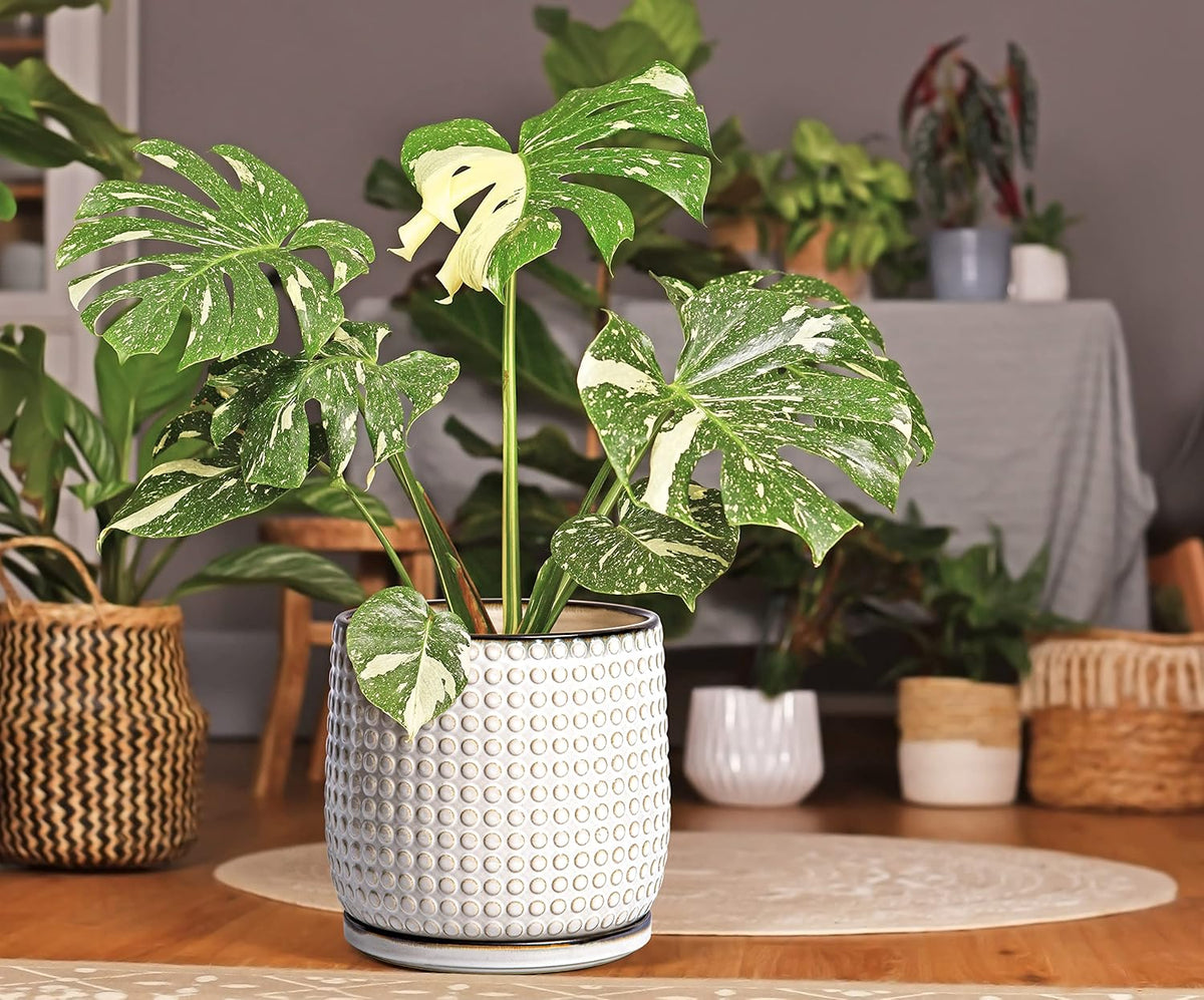D'vine Dev 8 Inch Ceramic Beaded Stoneware Planter Pot - Flower Pot with Drainage Holes and Saucers