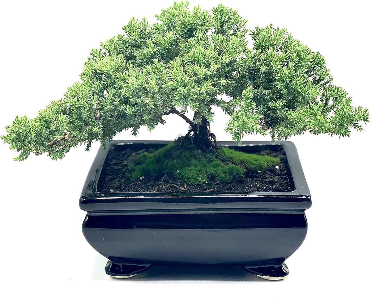 Live Dwarf Juniper Bonsai Tree | Indoor/Outdoor | 100% Handcrafted| Home and Office Décor | Best