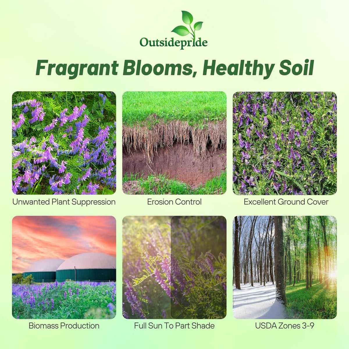 Outsidepride Hairy Vetch Cover Crop Seeds - 1 Lb Cold Tolerant, Winter Hardy - Ideal for Soil