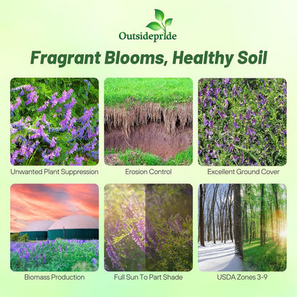 Outsidepride Hairy Vetch Cover Crop Seeds - 1 Lb Cold Tolerant, Winter Hardy - Ideal for Soil