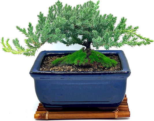 Live Dwarf Juniper Bonsai Tree 7 Year Old with Hand-Made Bamboo Stand | Juniper or Jade Bonsai Tree