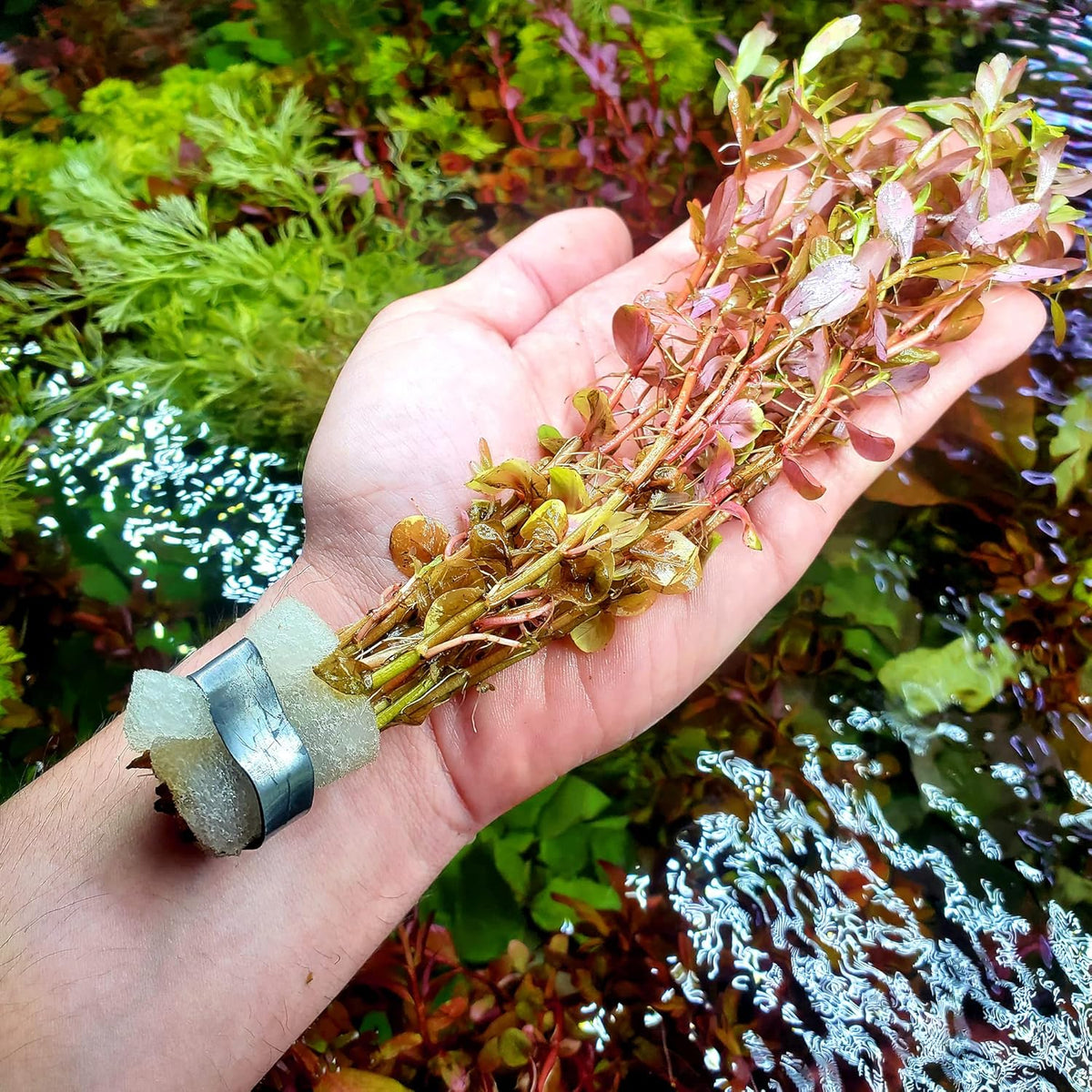 SubstrateSource Live Aquarium Red Stem Plants - Freshwater Aquatic Plant for Fish Tanks
