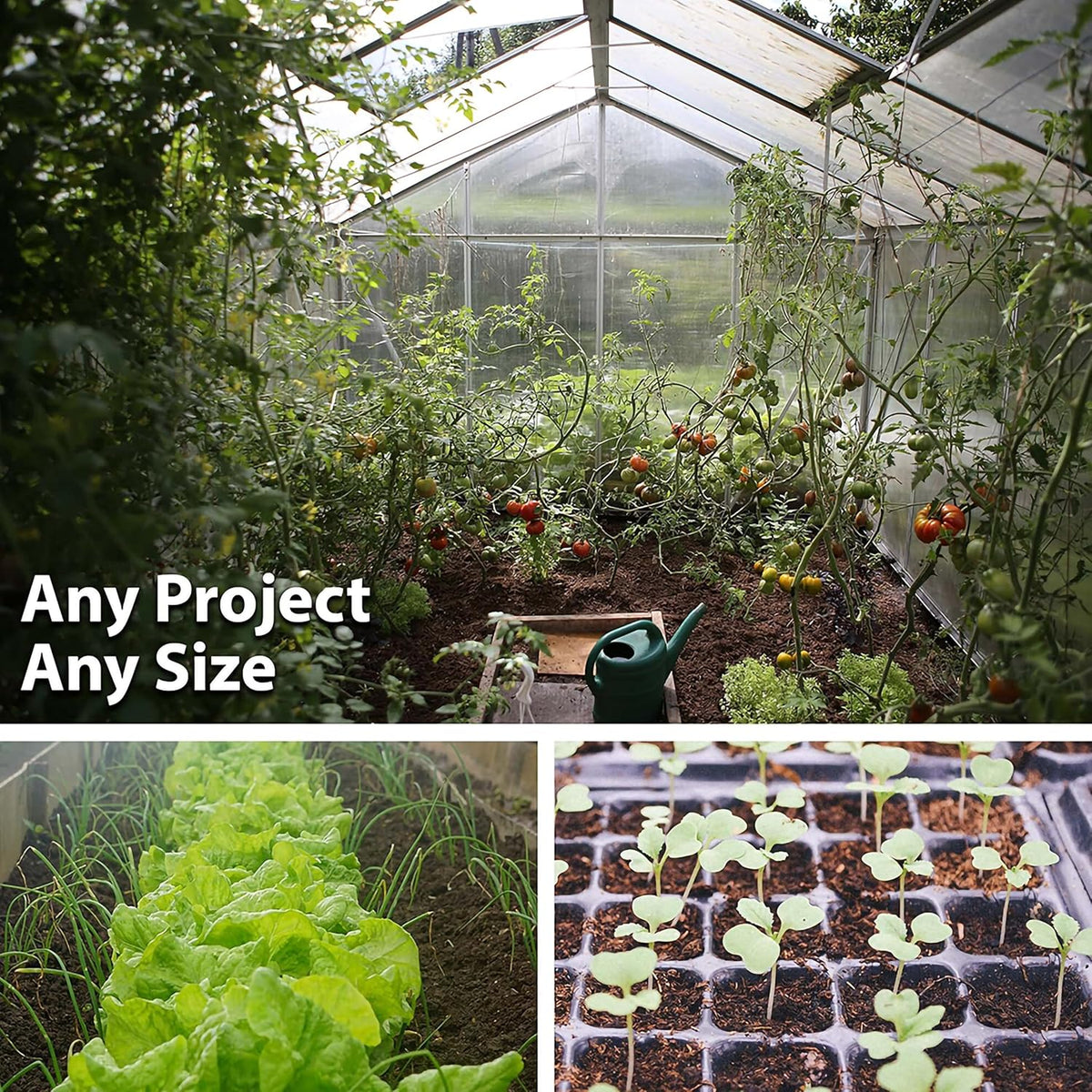 Watermelon Garden Seeds - Jubilee - 1 Lbs - Non-GMO, Heirloom Vegetable Gardening Fruit Melon Seeds