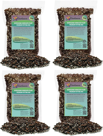 Premium Monstera Borsigiana Soil Mix - Trusted by Horticulture Experts for Strong and Healthy