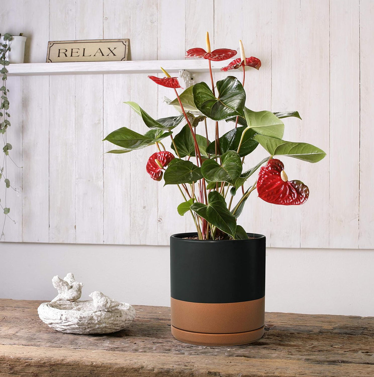 D'vine Dev 8 Inch & 10 Inch Ceramic Planter Pot for Plants with Drainage Hole and Saucer, Large