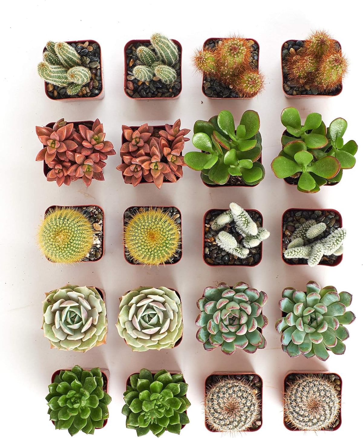 Shop Succulents Premium Live Mini Cactus and Succulent Plants in 2" Pots, Easy Care Indoor or