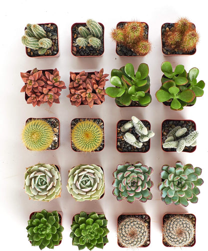 Shop Succulents Premium Live Mini Cactus and Succulent Plants in 2" Pots, Easy Care Indoor or