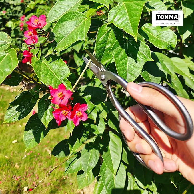 TONMA Ashinaga Bonsai Scissors [Made in Japan] 8 inch Soild Stainless Steel Hasami Pruning Shears