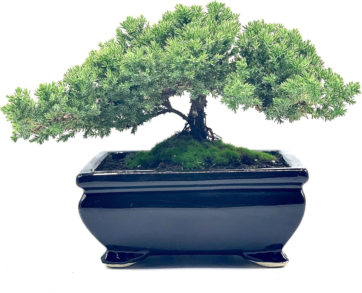 Live Dwarf Juniper Bonsai Tree | Indoor/Outdoor | 100% Handcrafted| Home and Office Décor | Best