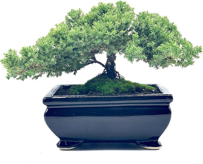 Live Dwarf Juniper Bonsai Tree | Indoor/Outdoor | 100% Handcrafted| Home and Office Décor | Best