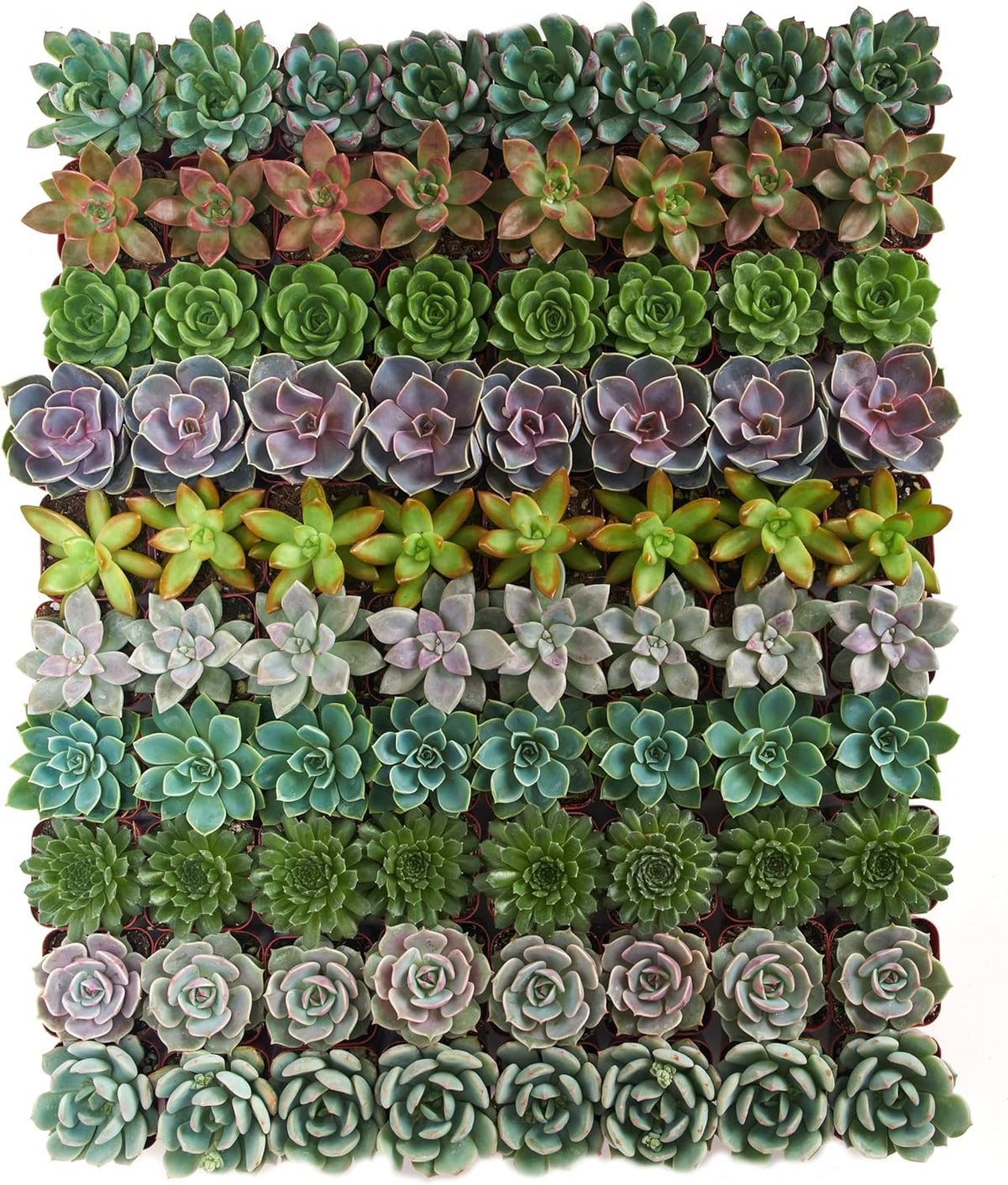Shop Succulents Rosette Succulent Plant Pack Collection - Live Mini Succulent Plants, Low