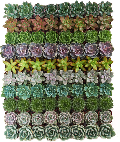 Shop Succulents Rosette Succulent Plant Pack Collection - Live Mini Succulent Plants, Low