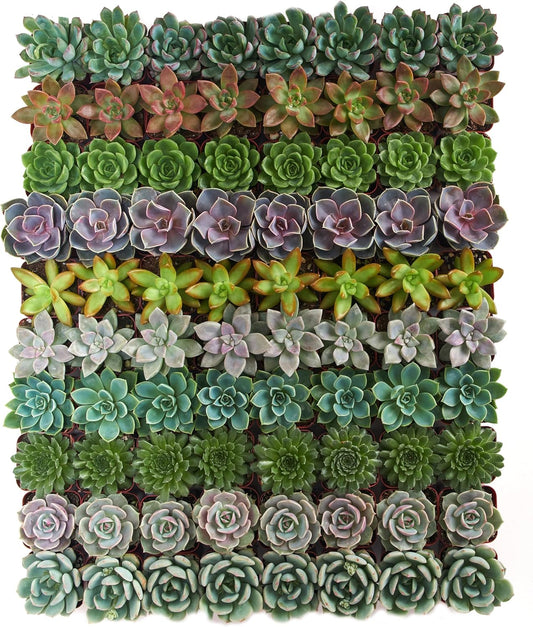 Shop Succulents Rosette Succulent Plant Pack Collection - Live Mini Succulent Plants, Low