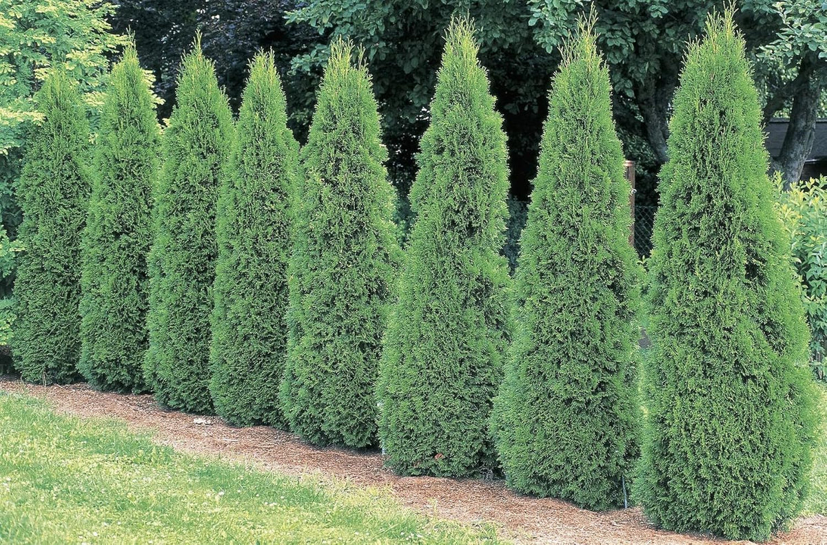 Ten Pack of Emerald Arborvitaes - Evergreen Privacy Hedge - 10 Live Plants Shipped 1 to 2 Feet Tall