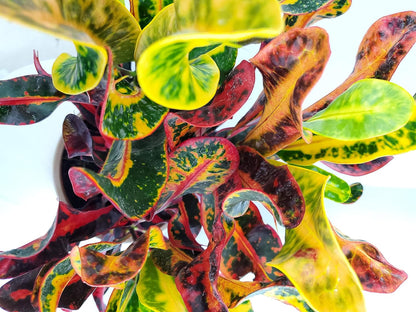 Croton Mammy - 16" to 20" Overall Height - Live Variegated Plant - Tropical Plants of Florida