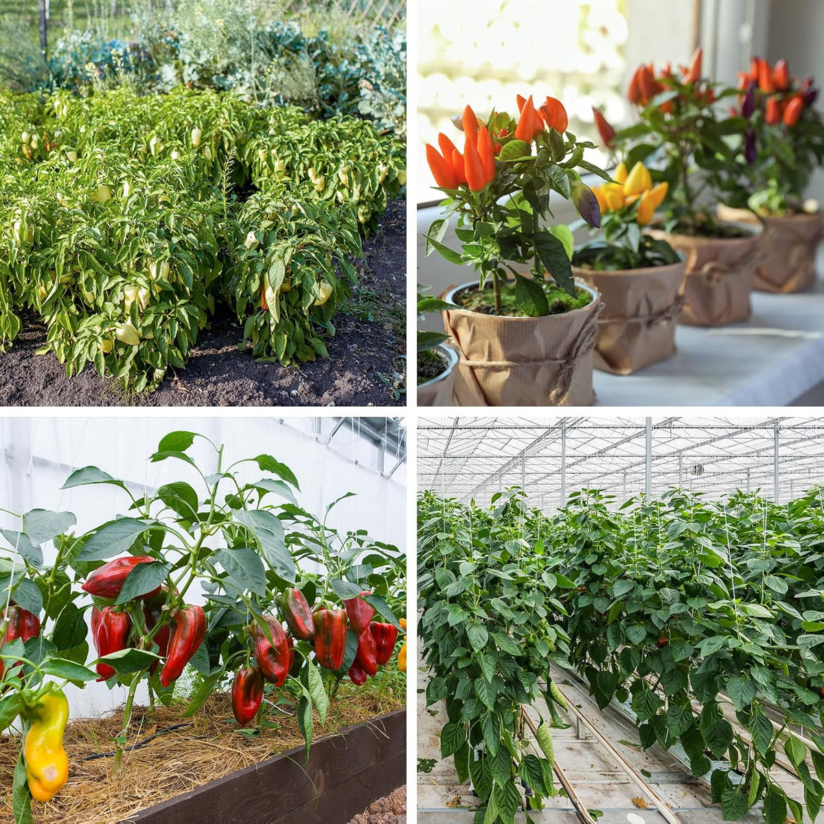 600+ Pepper Seeds, Heirloom Vegetable Seed for Planting Indoor Outdoor, 10 Varieties Hot and Bell