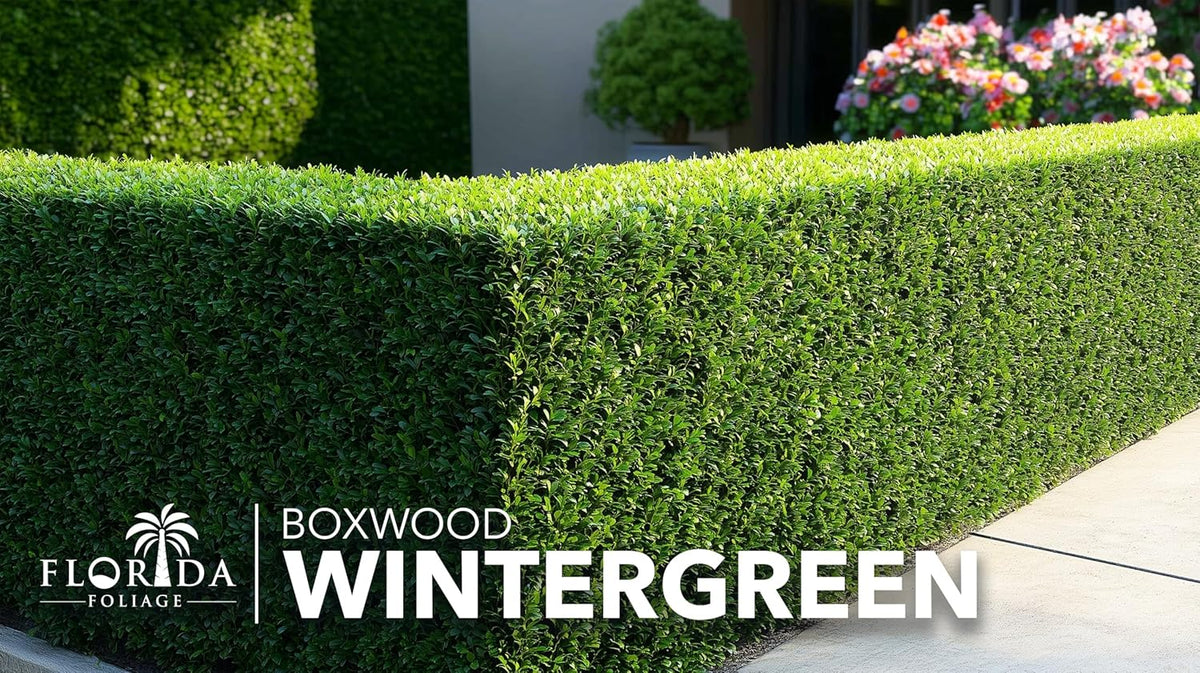 Wintergreen Boxwood | 3 Live Plants | Buxus Microphylla | Evergreen Shrub, Dense Foliage, Formal