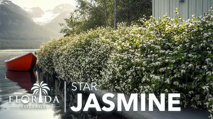 Star Jasmine | 20 Live Plants | Trachelospermum Jasminoides | Fragrant Blooming Evergreen Vine, Low