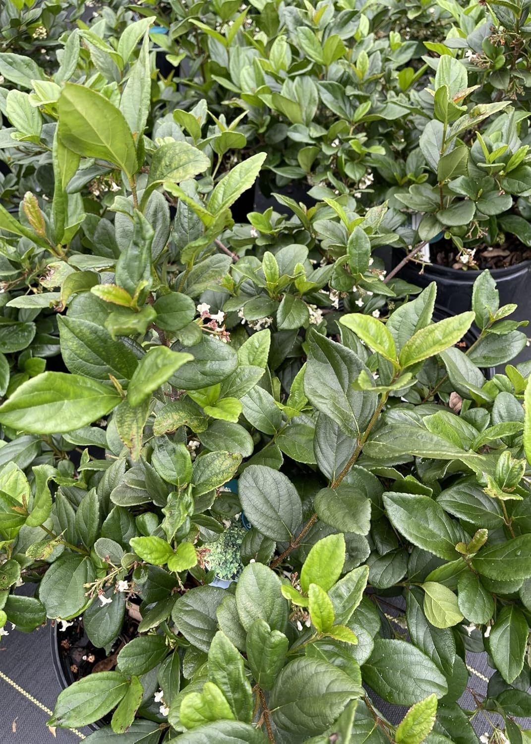 Viburnum Suspensum | 2 Large Gallon Size Plants I Sandankwa I Live Durable Evergreen Shrub with