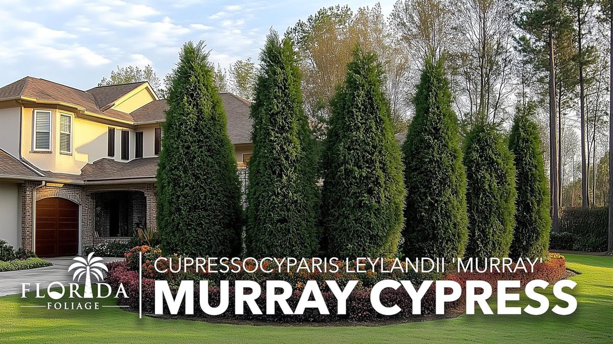 Murray Cypress | 40 Live Plants | Cupressocyparis leylandii 'Murray' | Fast Growing Privacy Trees |