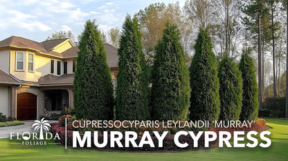 Murray Cypress | 40 Live Plants | Cupressocyparis leylandii 'Murray' | Fast Growing Privacy Trees |