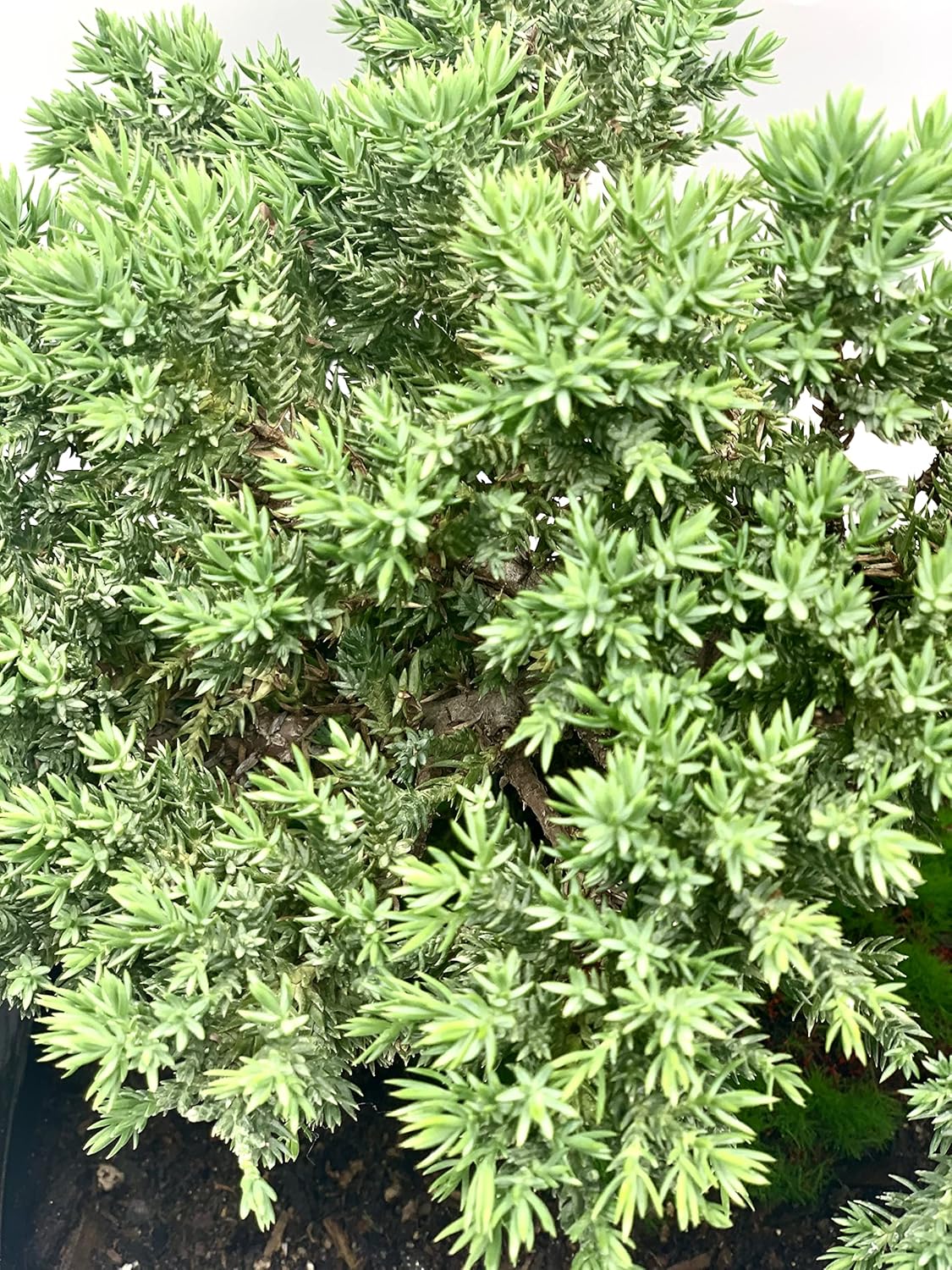 Live Dwarf Juniper Bonsai Tree 12+ Years Old with Bamboo mat| Juniper or Jade Bonsai Tree |