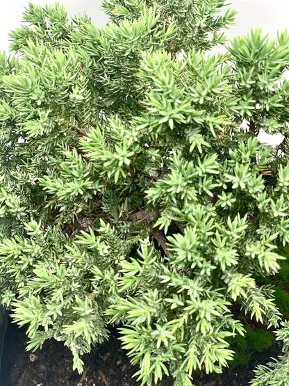 Live Dwarf Juniper Bonsai Tree 12+ Years Old with Bamboo mat| Juniper or Jade Bonsai Tree |