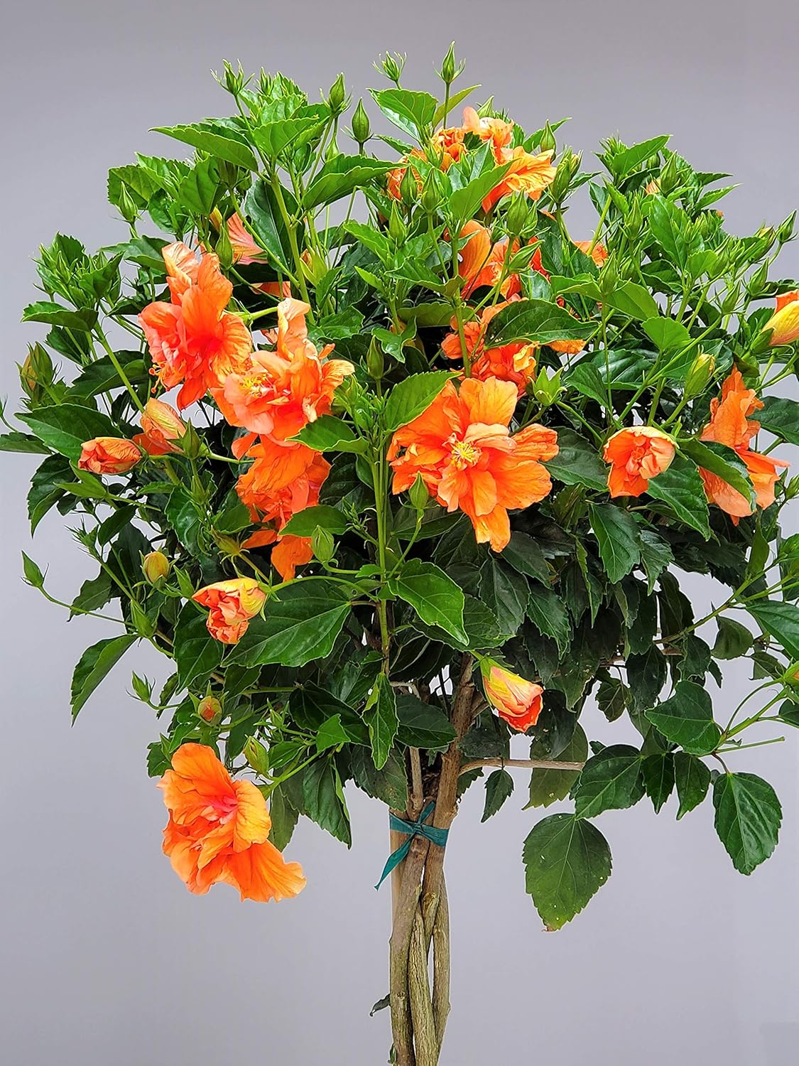 Braided Live Hibiscus Tree - Double Peach Flower - Tropical Plants of Florida - Overall Height 38"