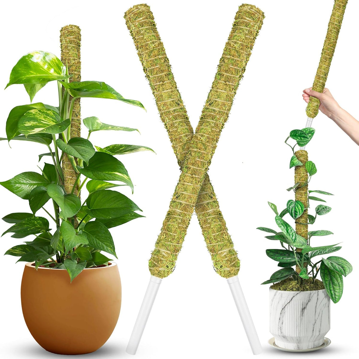 DUSPRO Natural Stackable Moss Pole for Plants Monstera, Forest Moss Sticks, Monstera Plant Support