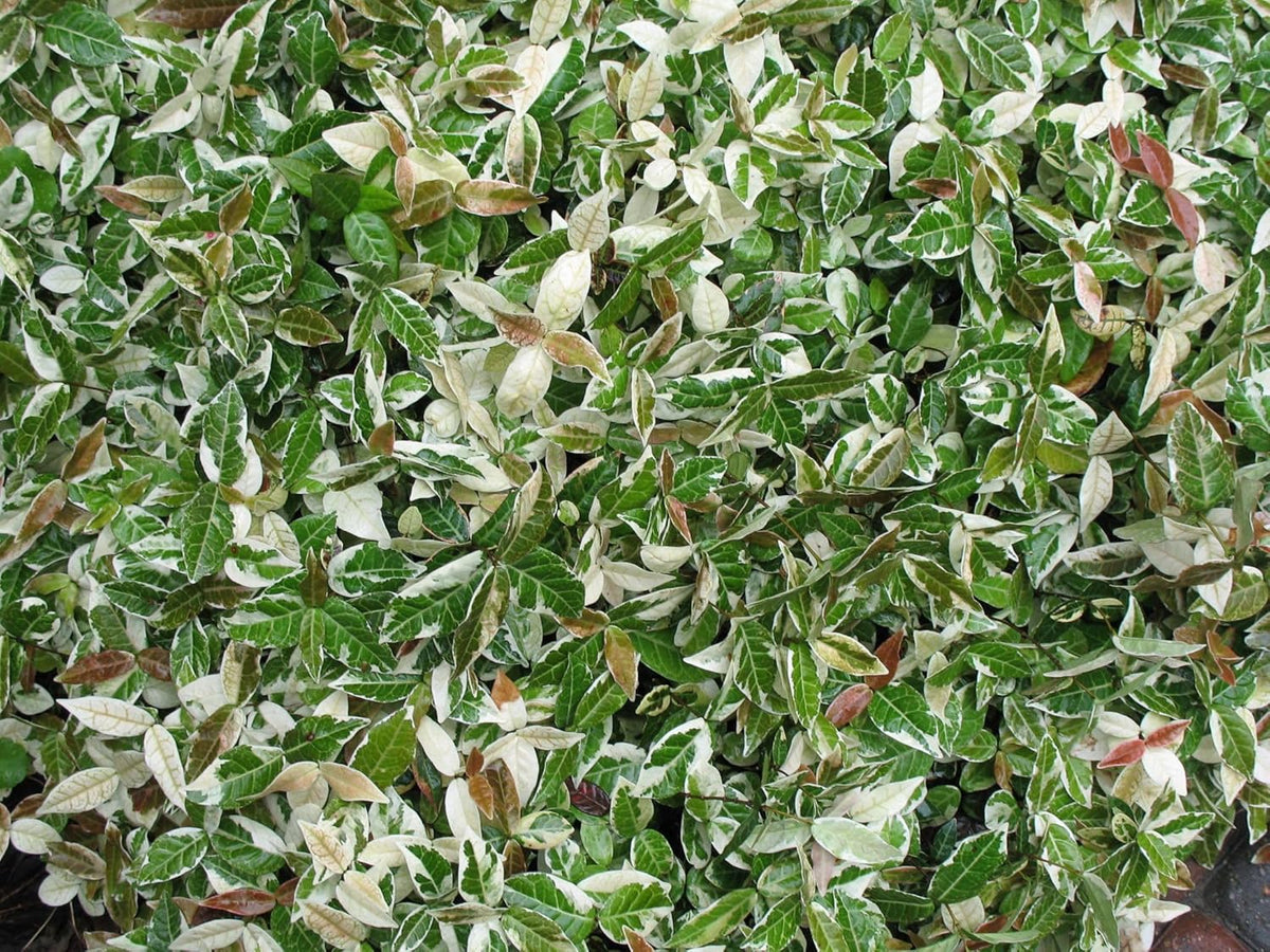 Variegated Asiatic Jasmine | 10 Live 4 Inch Plants | Trachelospermum Asiaticum | Fast Growing