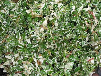 Variegated Asiatic Jasmine | 10 Live 4 Inch Plants | Trachelospermum Asiaticum | Fast Growing