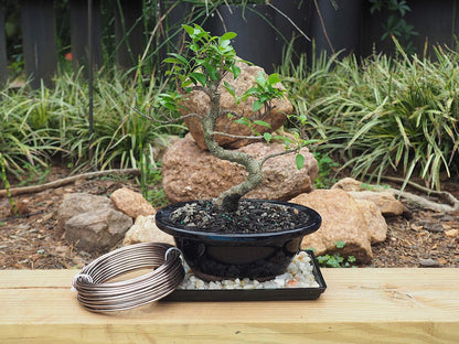 Anodized Aluminum 3.0mm Bonsai Training Wire 250g Large Roll (40 feet) - Choose Your Size and Color