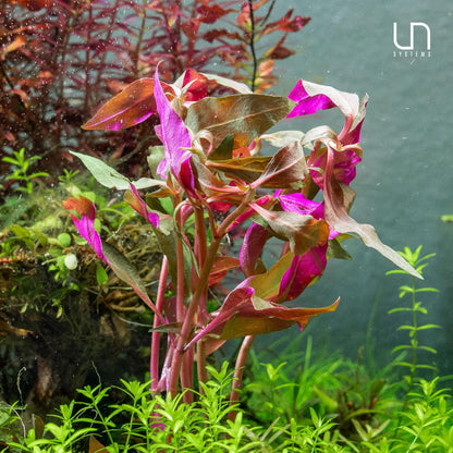 Ultum Nature Systems Alternanthera Reineckii Rosanervig Red Stem Tissue Culture Live Plant for