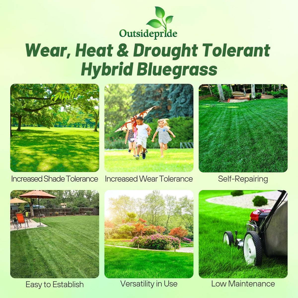 Outsidepride SPF-30 Hybrid Bluegrass Seeds - 5 lbs. Heat & Drought Tolerant, Texas Bluegrass &