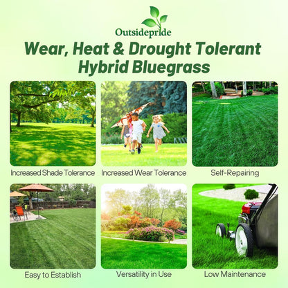 Outsidepride SPF-30 Hybrid Bluegrass Seeds - 5 lbs. Heat & Drought Tolerant, Texas Bluegrass &